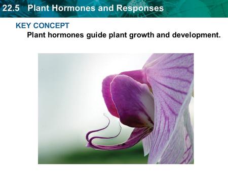 22.5 Plant Hormones and Responses KEY CONCEPT Plant hormones guide plant growth and development.