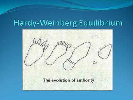 Gene Pool: All the genes of all the members in a population. Allele Frequency: Percent of each allele in the population. Genetic Equilibrium: Allele frequencies.