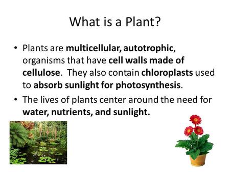 What is a Plant? Plants are multicellular, autotrophic, organisms that have cell walls made of cellulose. They also contain chloroplasts used to absorb.