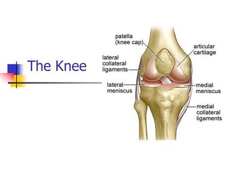 The Knee.