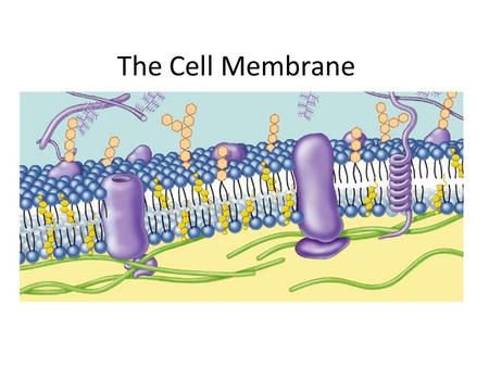 The Cell Membrane Phospholipids Fatty acid Phosphate Phosphate head – hydrophilic Fatty acid tails – hydrophobic Arranged as a bilayer Aaaah, one of.