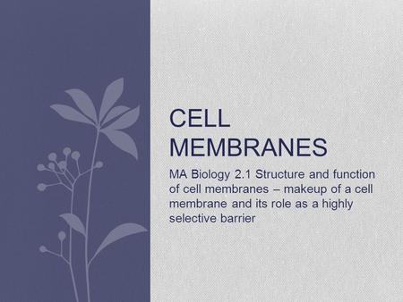 MA Biology 2.1 Structure and function of cell membranes – makeup of a cell membrane and its role as a highly selective barrier CELL MEMBRANES.