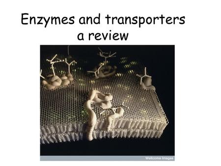 Enzymes and transporters a review. Protein-Ligand Interactions.