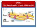 UNIT 3 CELL BOUNDARIES AND TRANSPORT. CELL BOUNDARIES Cell Wall – _____________ & _____________ the cell – Lies outside of the __________________ – Is.