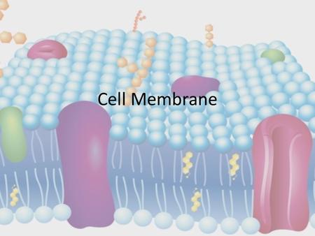 Cell Membrane. Endosymbiosis Theory Origin of eukaryotes Mitochondria from aerobic bacteria living within host cell Chloroplast evolved from cyanobacteria.