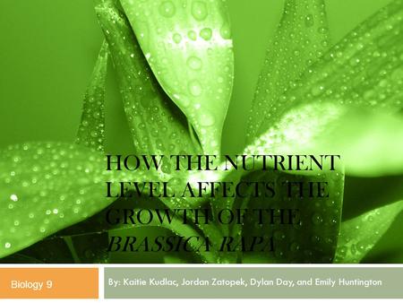 HOW THE NUTRIENT LEVEL AFFECTS THE GROWTH OF THE BRASSICA RAPA By: Kaitie Kudlac, Jordan Zatopek, Dylan Day, and Emily Huntington Biology 9.