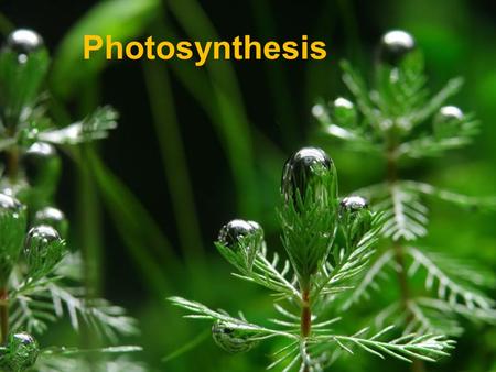 Slide 1 of 28 Photosynthesis. Slide 2 of 28 8-2 Photosynthesis: An Overview What is photosynthesis? It is the process in which green plants use the energy.