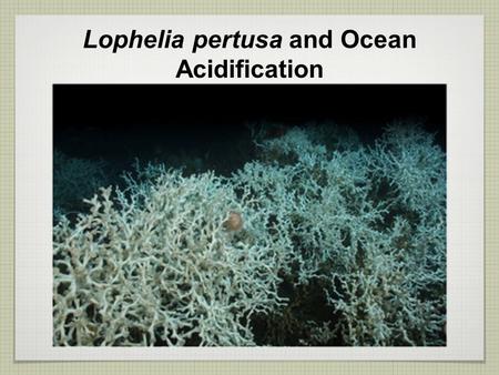 Lophelia pertusa and Ocean Acidification. Part I What do you know about ocean acidification? 1.What is ocean acidification and what is causing it? 2.How.