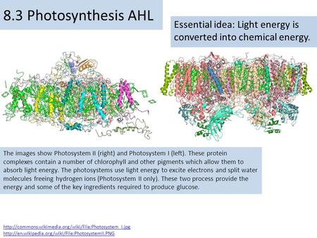 Essential idea: Light energy is converted into chemical energy. 8.3 Photosynthesis AHL The images show Photosystem II (right) and Photosystem I (left).