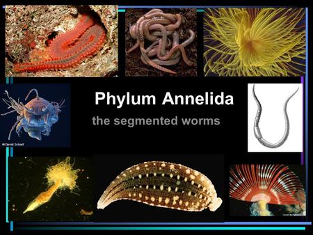 Phylum Annelida the segmented worms. Vocabulary Annelida 1.Setae11. Closed circulatory system 2.Parapodium 12. Probiscus 3.Crop13. Eucoelomate 4.Gizzard14.