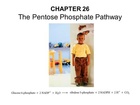 CHAPTER 26 The Pentose Phosphate Pathway. Pentose Phosphate pathway is active when there is excess glucose 6-phosphate.