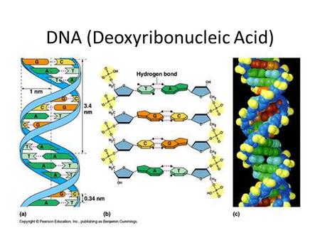 DNA (Deoxyribonucleic Acid)