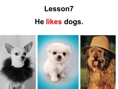 He likes dogs. Lesson7. I like dogs. 나는 개를 좋아해. ( 일반적인 개 ) He likes dogs. 그는 개를 좋아해. ( 일반적인 개 ) I like a dog named bani. 나는 개를 좋아해. ( 특정한 개 ) He likes.