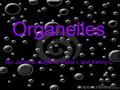 Organelles By: Janell C, Kayla K, Victor I, and Kenny C.