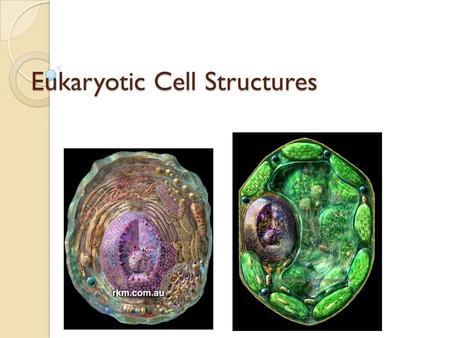 Eukaryotic Cell Structures. Roles within a football team.