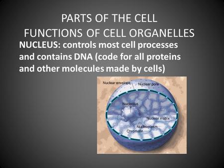 PARTS OF THE CELL FUNCTIONS OF CELL ORGANELLES NUCLEUS: controls most cell processes and contains DNA (code for all proteins and other molecules made by.