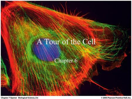 A Tour of the Cell Chapter 6. Objectives Be familiar with the regions of the cell and the overall role of each region Be familiar with the basic organelles.