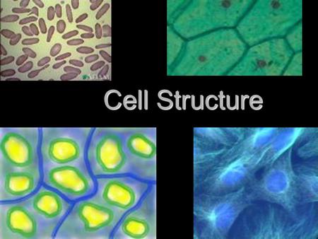 Cell Structure. Microscopes Reveal Cell Structure 1. Most cells are too small to see with the naked eye 2. Scientists became aware of cells only after.