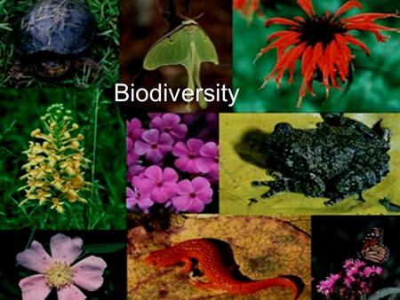 Biodiversity. What is Biodiversity? Biological Diversity –Number and variety of species in a given area Complex relationships difficult to study –Often.