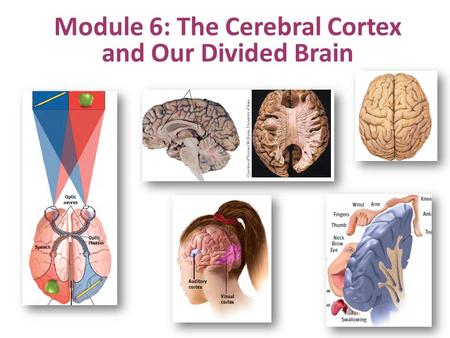 Module 6: The Cerebral Cortex and Our Divided Brain.