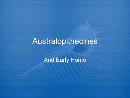 Australopithecines And Early Homo. Australopithecines (Australopiths)  Clearly bipedal  Relatively small brains  Large teeth, especially molars  Faces.