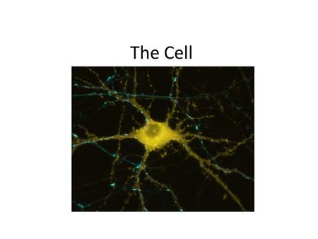 The Cell. There are three parts to Cell Theory All living things are made of cells. (Schleiden and Schwann) Cells are the basic unit of structure and.