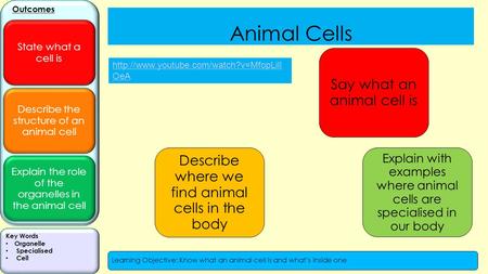 Describe the structure of an animal cell Explain the role of the organelles in the animal cell Outcomes State what a cell is Key Words Organelle Specialised.