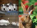 Breeding and Market Rabbits. There is nowhere to keep rabbits in the barn, so you will have to find somewhere else to keep them. Supplies: Breeder may.