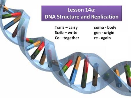 Lesson 14a: DNA Structure and Replication Trans – carrysoma - body Scrib – writegen - origin Co – togetherre - again.