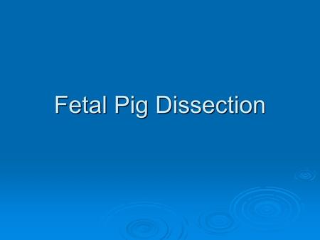 Fetal Pig Dissection. Learning Objectives  To identification the location and function of the organ systems in a mammal (fetal pig).  Compare the anatomy.