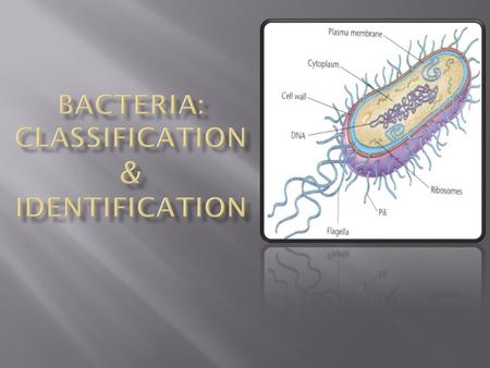  (1) Respiration  (2) Nutrition  (3) Amount of peptidoglycan  (4) Shape and arrangement Classified and Identified by: