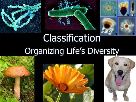 Classification Organizing Life’s Diversity. At least 1.7 million species of living organisms have been discovered At least 1.7 million species of living.