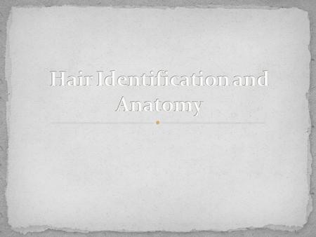 Humans shed approximately 100 strands of hair per day Often found as forensic evidence A single strand of hair can holds many pieces of information Species.