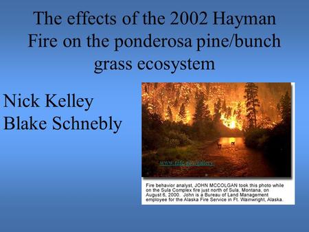 The effects of the 2002 Hayman Fire on the ponderosa pine/bunch grass ecosystem Nick Kelley Blake Schnebly www.nifc.gov/gallery/