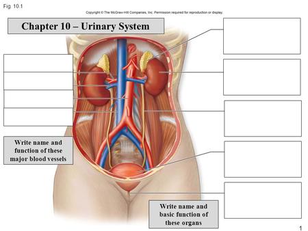 Fig. 10.1 1 Write name and function of these major blood vessels Write name and basic function of these organs Chapter 10 – Urinary System.