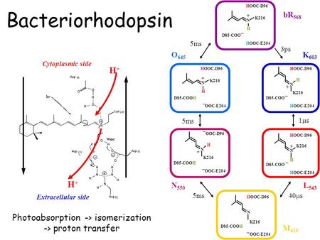 Bacteriorhodopsin + H D85-COO HOOC-E204 HOOC-D96 N + H D85-COO HOOC-E204 HOOC-D96 N K216 bR 568 K 603 + H D85-COO HOOC-E204 HOOC-D96 N K216 D85-COOH OOC-E204.