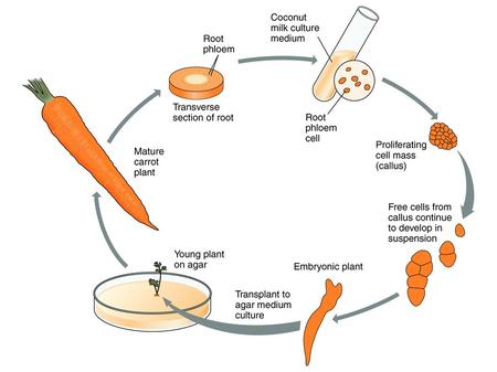 Preparation Of Carrot Explants 1.) Wash carrot taproots in warm, soapy water. Break or cut carrot taproots into pieces 7 cm or less in length. Be careful.