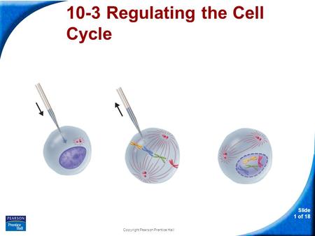 Slide 1 of 18 Copyright Pearson Prentice Hall 10-3 Regulating the Cell Cycle.