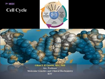 Gihan E-H Gawish, MSc, PhD Ass. Professor Molecular Genetics and Clinical Biochemistry Molecular Genetics and Clinical BiochemistryKSU 7 th WEEK Cell.