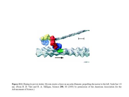 Figure 22.1: During its power stroke, Myosin exerts a force on an actin filament, propelling the motor to the left. Scale bar = 6 nm. (From R. D. Vale.