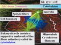 CytoskeletonLife’s Inner Community centroles Spindle fibers Eukaryotic cells contain a supportive meshwork of fine fibers collectively called the cytoskeleton.