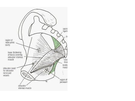 Urogenital triangle It is bounded in front by the pubic arch & laterally by the ischial tuberosities .