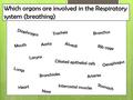 Which organs are involved in the Respiratory system (breathing)