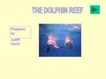 Prepared by: Judith Hecht. FACTS ABOUT US DOLPHINS ARE MAMALS A SHORT LIST WHERE TO FIND DOLPHINS IN THE WILD DO AND DON ’ T DO STORIES ABOUT DOLPHINS.