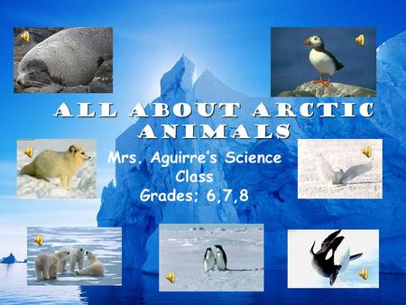 All About Arctic Animals Mrs. Aguirre’s Science Class Grades; 6,7,8.