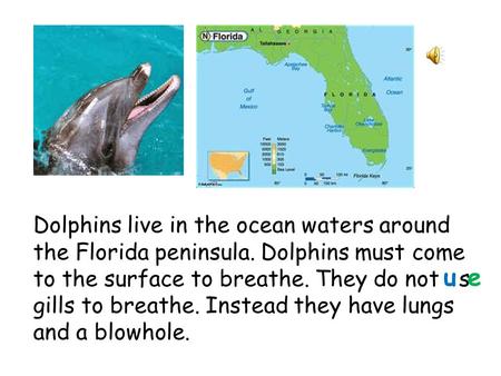 Dolphins live in the ocean waters around the Florida peninsula. Dolphins must come to the surface to breathe. They do not s gills to breathe. Instead.