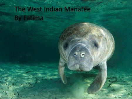 The West Indian ManateeThe West Indian Manatee By FatimaBy Fatima.