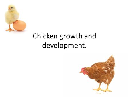 Chicken growth and development.. Chickens…where did it come from? Gallus domesticus- latin name for common chicken. Archaeological evidence suggests that.