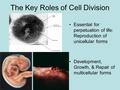 The Key Roles of Cell Division Essential for perpetuation of life: Reproduction of unicellular forms Development, Growth, & Repair of multicellular forms.