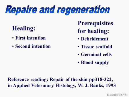 E. Simko WCVM Healing: First intention Second intention Prerequisites for healing: Debridement Tissue scaffold Germinal cells Blood supply Reference reading: